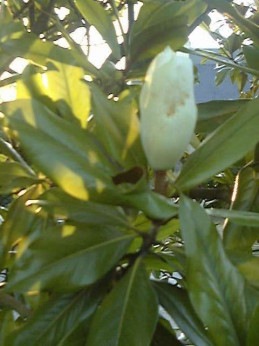 Magnolia grandiflora / Magnolia à grandes fleurs