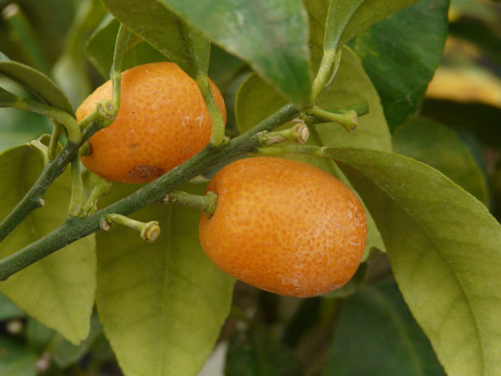 Citrus fortunella meiwa / Kumquat rond Meiwa greffé volkameriana