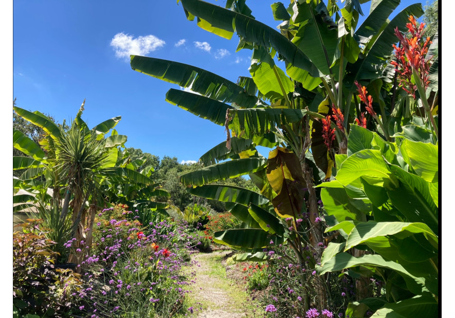 Créer un jardin jungle – Diversité, sol vivant et ambiance luxuriante