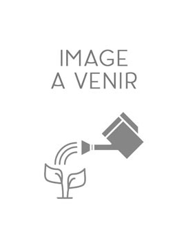 Arundo donax aureovariegata (canne de provence)